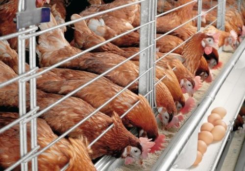 6 Mẹo Cho Ăn Trên Gà Hậu Bị Giúp Nâng Cao Năng Suất Trứng Sau Này