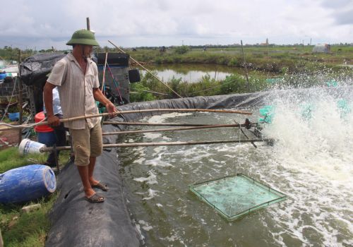 Thái Bình: Những lưu ý chăm sóc tôm sau mưa bão