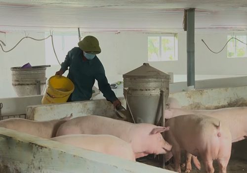 Giá thức ăn chăn nuôi tăng cao, nông dân gặp khó