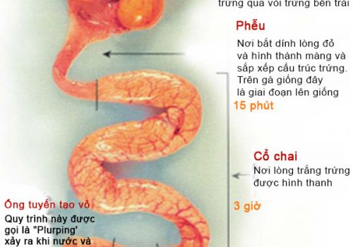 Cách chẩn đoán bệnh trên gà thông qua phân tích các vấn đề của trứng 