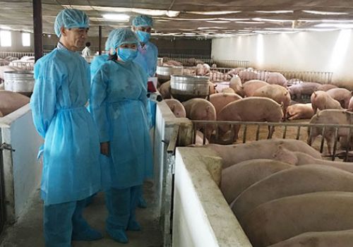 Phòng chống nắng nóng cho đàn gia súc, gia cầm