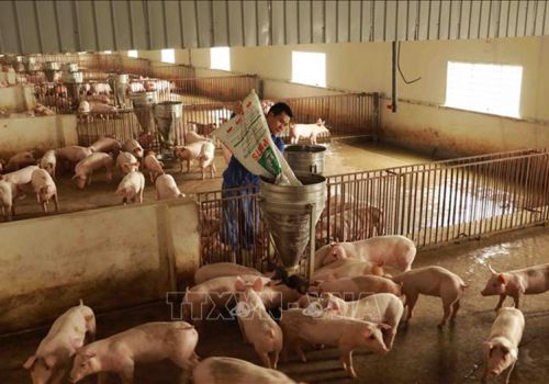 Cơ cấu lại chuỗi chăn nuôi để giảm chi phí, nâng cao sức cạnh tranh