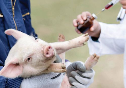 Cấp thiết xây dựng vùng an toàn dịch bệnh