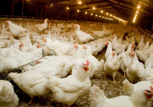 Ngành gia cầm thế giới: Tăng tốc bất chấp khó khăn