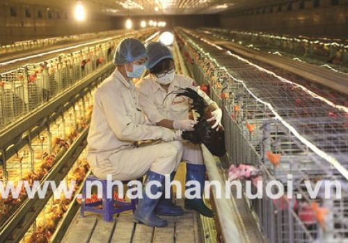 Chăn nuôi thích ứng với giai đoạn mới