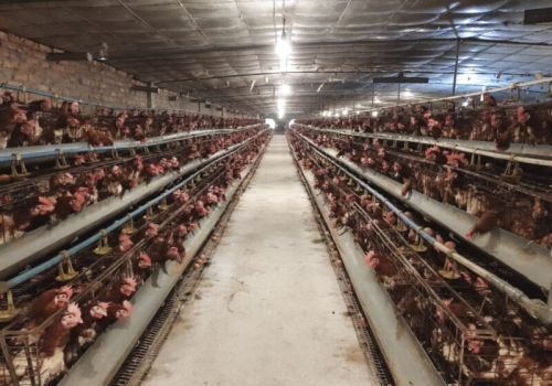 Tái cơ cấu chăn nuôi – Phương pháp phát triển bền vững, hiệu quả