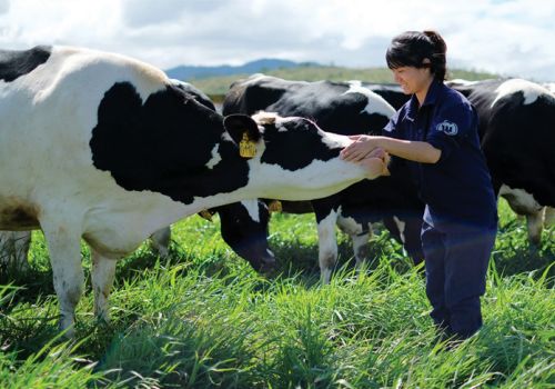 Phát triển gia súc ăn cỏ: Nhiều cơ hội, lắm thách thức