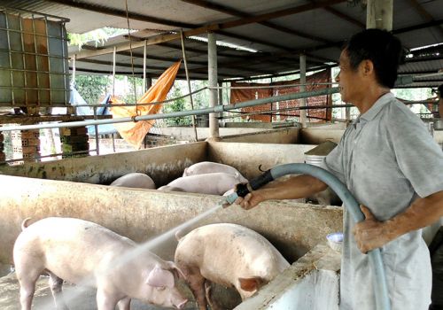 Giá cám tăng, người nuôi heo sốt ruột