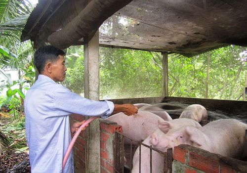 Người chăn nuôi heo lại chồng chất nỗi lo!