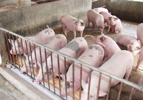 Giá thức ăn chăn nuôi sẽ đồng loạt tăng trong tháng 8