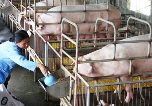 Tình hình chăn nuôi cả nước tháng 2/2022