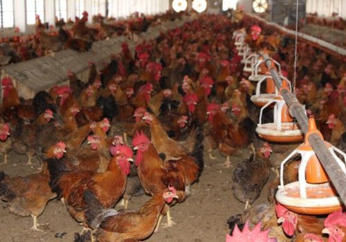 Ngành chăn nuôi Việt Nam: Cần gỡ hai “nút thắt” để phát triển bền vững