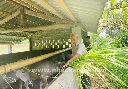 Hà Giang: Cựu chiến binh làm giàu từ chăn nuôi tổng hợp