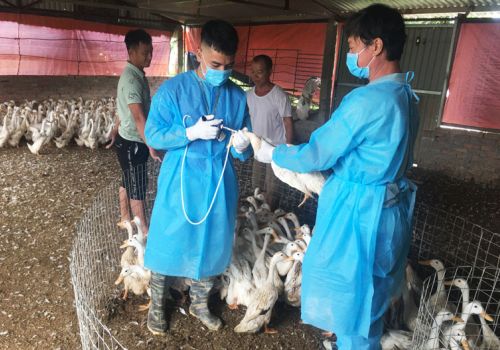 Thiệt hại hơn 1.500 tỷ đồng do dịch bệnh gia súc, gia cầm