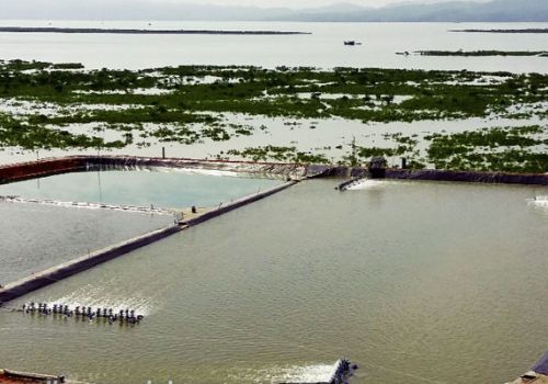 Quản lý chất lượng nước trong ao nuôi TTCT