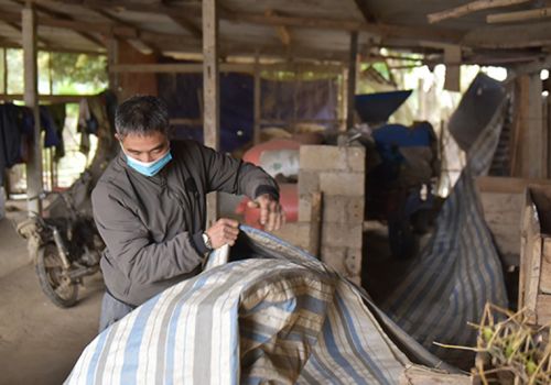 Hương Khê (Hà Tĩnh): Cây ngô vụ đông thắng lợi, trâu bò không lo đói, rét