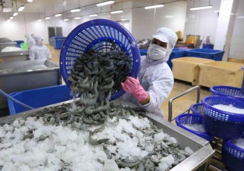 Ngành tôm vẫn còn “cửa sáng”