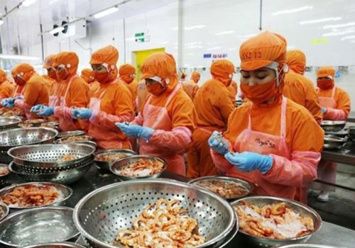 Chế biến tôm là một trong những điểm sáng của ngành công nghiệp