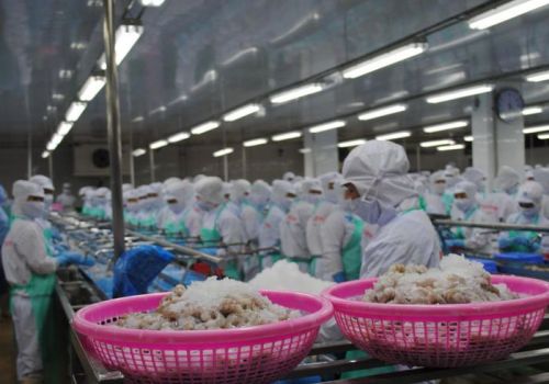 Xuất khẩu tôm mang lại hơn 1 tỷ USD cho Cà Mau