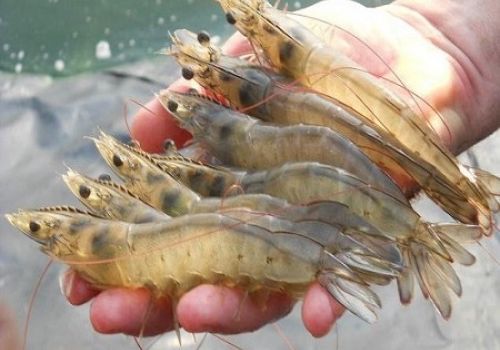 Chế phẩm sinh học có thể làm cho tôm nuôi thân thiện hơn với môi trường