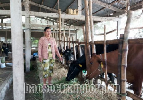 Phất lên nhờ nuôi bò sữa.