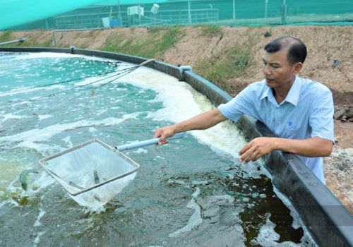 Nghịch lý: Giá xăng tăng kỷ lục, chi phí nuôi tôm tăng vọt, giá tôm lại giảm khiến người nuôi lao đao