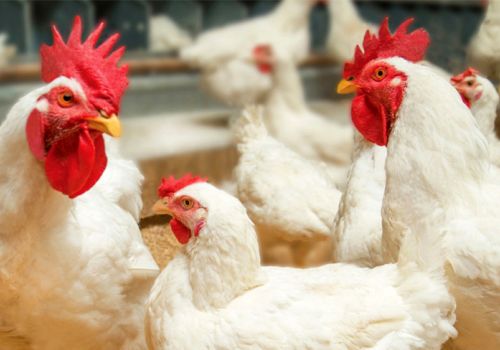 Tăng dần tỷ trọng thịt gia cầm lên 35%