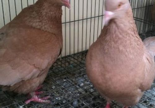 Xử lý khi chim bồ câu ăn ít, hen khẹc