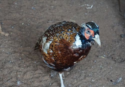 Làm giàu nhờ nuôi chim trĩ đỏ