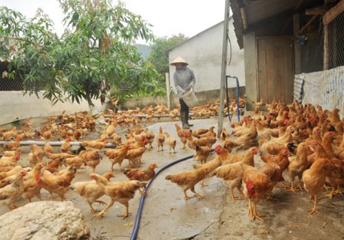 Nghệ An triển khai cấp bách biện pháp phòng chống đói, rét và dịch bệnh cho đàn vật nuôi