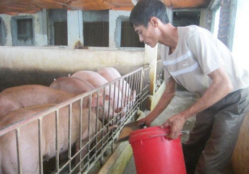 Giảm tỷ lệ protein thô khẩu phần giúp giảm chi phí thức ăn