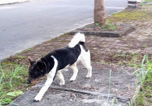 Không chủ quan với bệnh dại