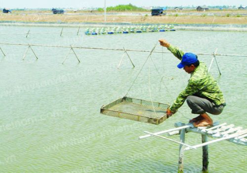 Cần lưu ý chế độ ăn của tôm