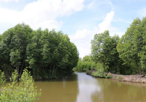 Camimex Group và SNV: Sẽ ký kết thỏa thuận trị giá €295.000 phát triển mở rộng sản xuất tôm rừng ngập mặn ĐBSCL