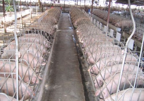 Hướng dẫn kỹ thuật chăn nuôi lợn thịt hiệu quả