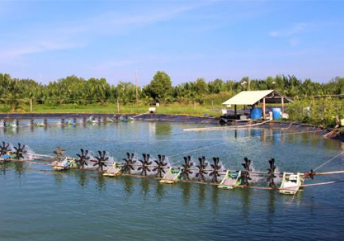 Tất bật vụ tôm tết