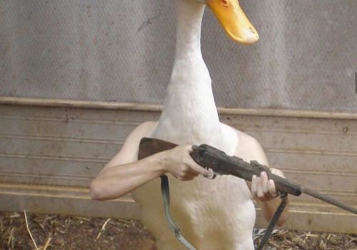 KỸ THUẬT ẤP TRỨNG VỊT LỘN THỦ CÔNG