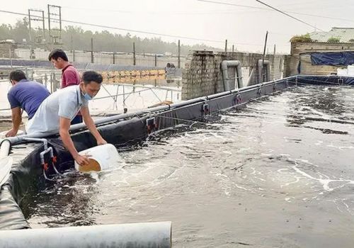 Hà Tĩnh kiểm soát chất lượng giống tôm vụ xuân hè 2022