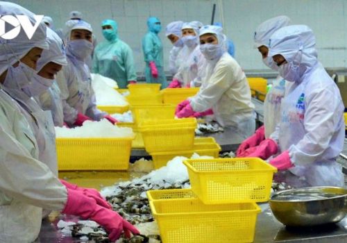 Thủy sản Cà Mau chỉ lên đến được Cần Thơ, vùng nuôi ứ thừa, siêu thị khan hiếm