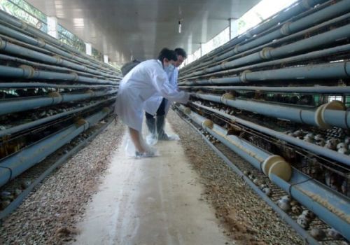 26 chuỗi liên kết sản xuất đa dạng vật nuôi