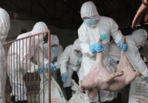 Hà Nội: Huyện Chương Mỹ tiêu hủy 20 con lợn mắc bệnh Dịch tả lợn châu Phi