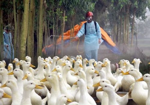 Siết chặn nạn buôn lậu gia cầm để phòng cúm gia cầm xâm nhập