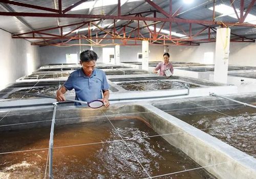 Tháo gỡ rào cản kỹ thuật cho ngành tôm tăng trưởng