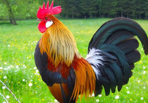 CHO GÀ ĂN SÂM NAM, NÔNG DÂN BẮC GIANG THU HÀNG TRĂM TRIỆU