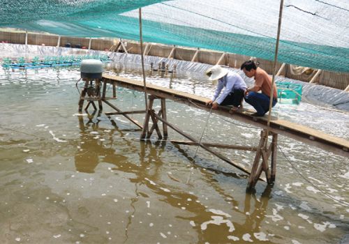 Nuôi tôm ba giai đoạn ở Bến Tre Thành công từ quy trình sử dụng sản phẩm Uni-President