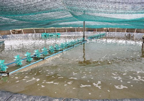 Kiểm soát tảo lam trong ao nuôi thương phẩm