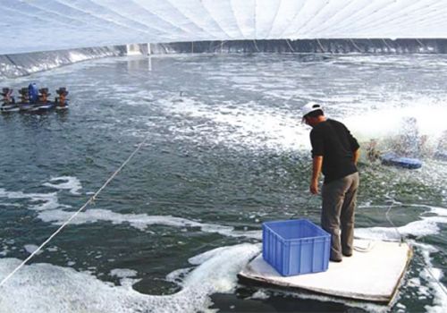 Mẹo nuôi tôm vào mùa lạnh hiệu quả