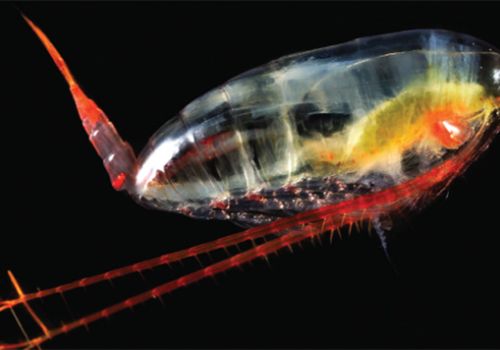 Giá trị dinh dưỡng từ Calanus finmarchicus