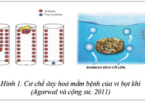 Công nghệ siêu âm kết hợp Nano khí trong nuôi tôm