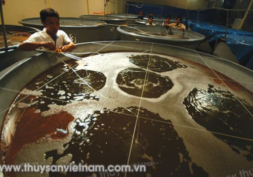 Công nghệ ozone cho nuôi tôm